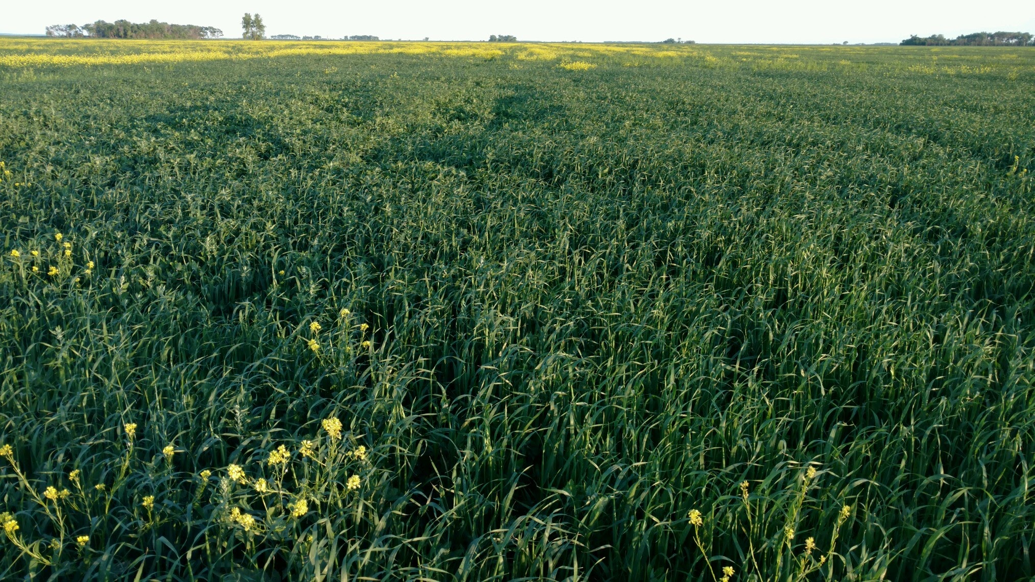 Oats Field Before